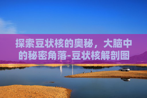 探索豆状核的奥秘，大脑中的秘密角落-豆状核解剖图