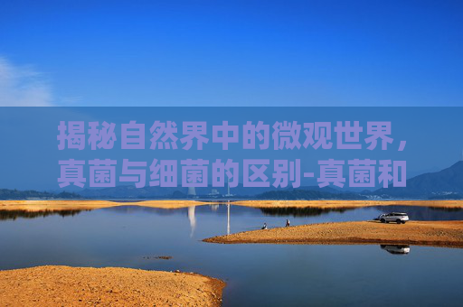 揭秘自然界中的微观世界,真菌与细菌的区别-真菌和细菌的区别在哪 揭秘自然界中的微观世界,真菌与细菌的区别-真菌和细菌的区别在哪