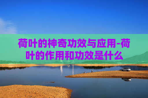 荷叶的神奇功效与应用-荷叶的作用和功效是什么