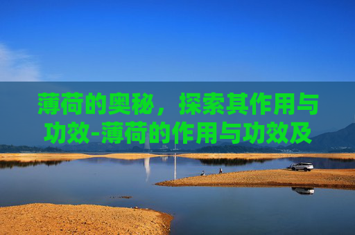 薄荷的奥秘，探索其作用与功效-薄荷的作用与功效及食用方法