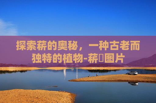 探索菥的奥秘，一种古老而独特的植物-菥蓂图片