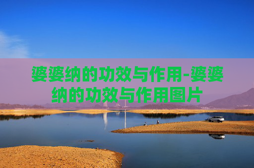 婆婆纳的功效与作用-婆婆纳的功效与作用图片