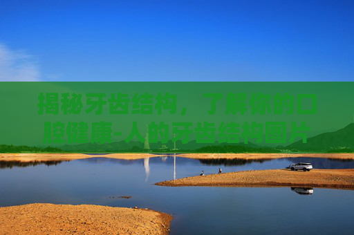 揭秘牙齿结构，了解你的口腔健康-人的牙齿结构图片大全
